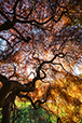 Japanese Maple 2
